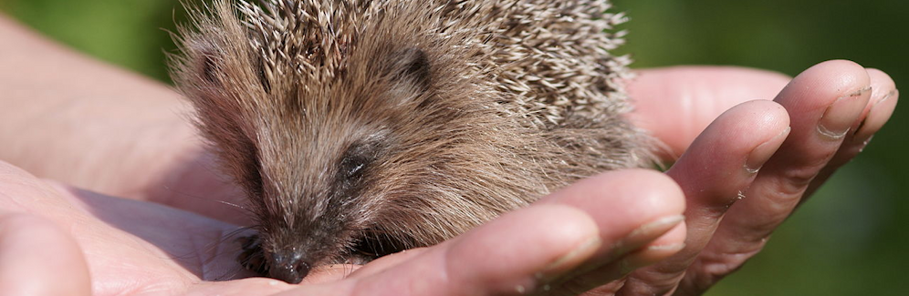 Hug A Hedgehog.org